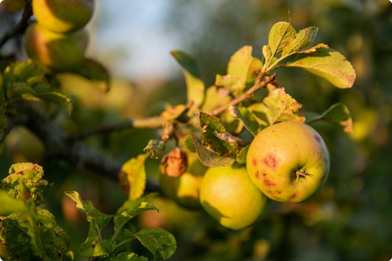 PO VASAROS: BIČIŲ PRODUKTAI SVEIKATAI 