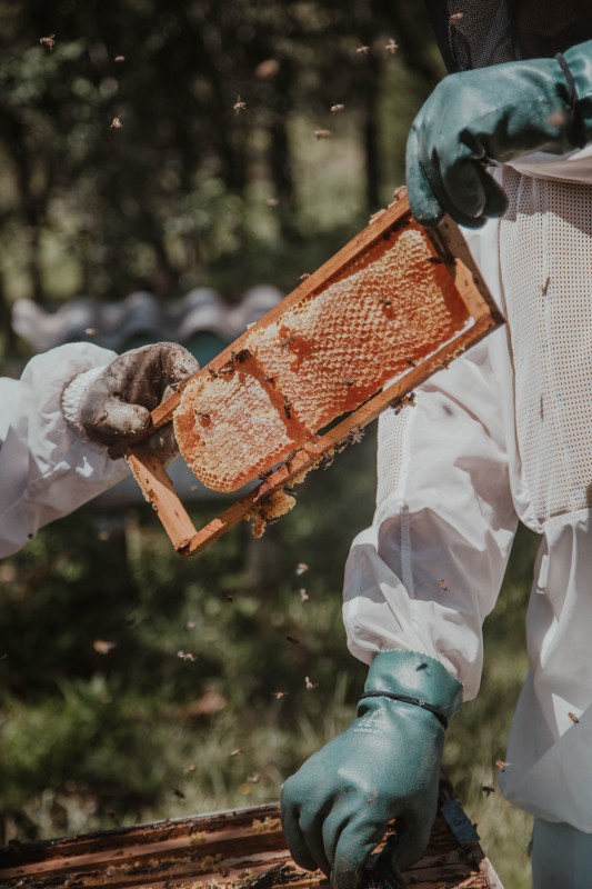 BITININKYSTĖS  PRODUKTŲ  VARTOJIMAS  ŪMIŲ  VIRUSINIŲ INFEKCIJŲ  METU: 12 REKOMENDACIJŲ