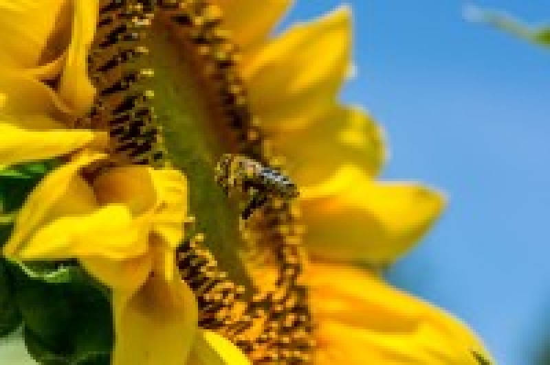 2021-05-20 Sveikiname pasaulinės bitės dienos proga!